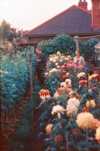 Harry And Nelle Cooper in the back garden with chrysanthemums 